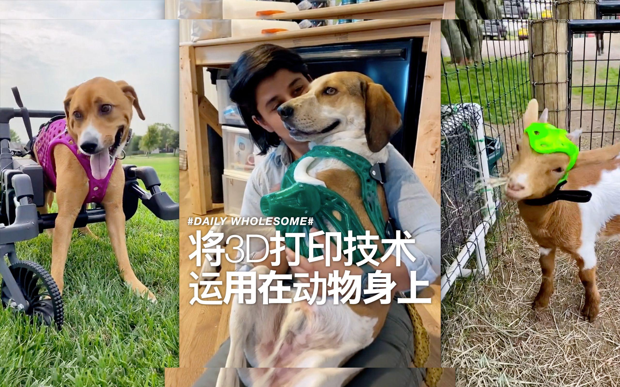 3D打印技術如何幫助動物恢復行動能力？